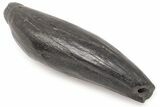 4.85" Fossil Sperm Whale (Scaldicetus) Tooth - South Carolina - #198781-1